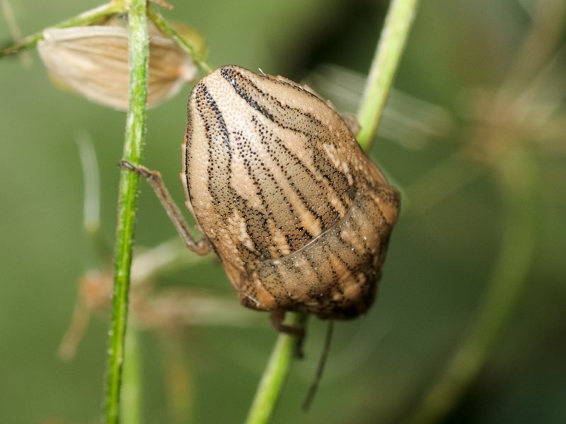 Odontotarsus purpureolineatus (Rossi, 1790)
